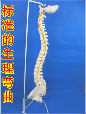 模型標準人體脊柱模型1:1正骨脊椎模型頸椎腰椎骨骼模型彩色脊椎標本