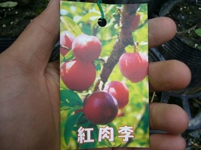 ╭＊田尾玫瑰園＊╯水果成樹-(紅肉李)-已可以結果尺寸-高5-6尺1200元