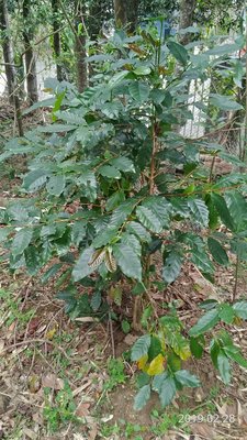 咖啡樹苗(提供6年生阿拉比加單筆訂單5棵)