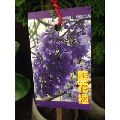 花花世界_喬木植物--藍花楹，藍紫色花朵--優良庭園用樹/8吋盆苗/高約130-150公分以上