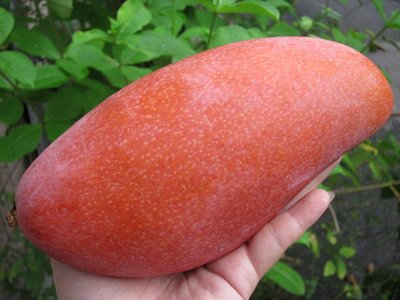 水果苗 ** 紅象牙芒果-4.5吋盆 高50-60cm/1入