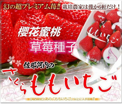 正統日本草莓種子. 櫻花水蜜桃草莓 (さくらもも*いちご) ***草莓種子12粒/袋