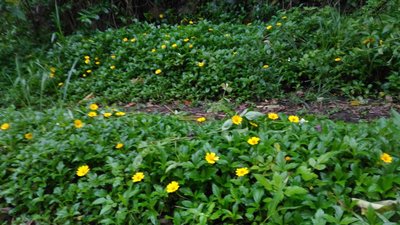[  地毯植物 ] 南美蟛蜞菊 工程用 10盆 100 ，另有蔓花生，蔓野牡丹 紫鴨趾草