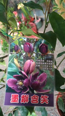 ╭☆東霖園藝☆╮新品樹種(墨紫含笑)紫色含笑花---6吋50公分   缺貨中