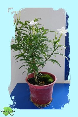 ~長榮~~【珍珠馬茶花】3吋　珍珠馬蹄花　觀花植物　香花植物　