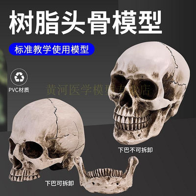 1:1樹脂骷髏頭繪畫人頭骨藝用人體肌肉骨骼解剖頭骨模型美術 現貨