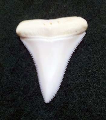 (New 大白鯊嘴牙) 4.4公分真正大白鯊(上鍔)鯊魚牙..無刮痕無缺齒. A標本級. 稀有! #18.443407