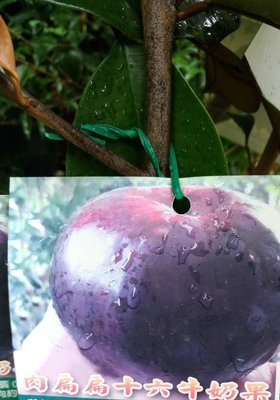 ╭☆東霖園藝☆╮水果苗(肉扁扁十六號牛奶果)星蘋果.扁16.肉扁扁 另有紫皮.綠色大果牛奶果--