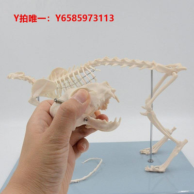 人體骨骼模型寵物狗骨架骨骼模型犬科頭骨牙齒耳朵皮膚貓咪狗教學解剖展示模具
