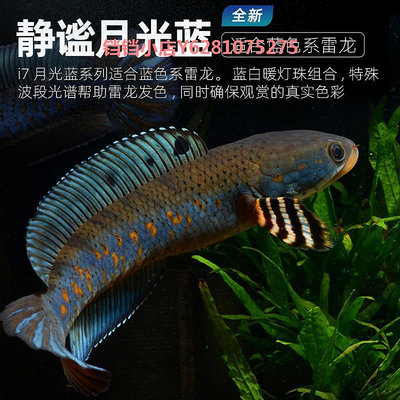 吉印雷龍魚缸專用燈增色增艷發色吸盤專業照明防水族觀賞開關