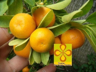 ╭☆東霖園藝☆╮水果苗(金桔)四季金桔----可做金桔檸檬