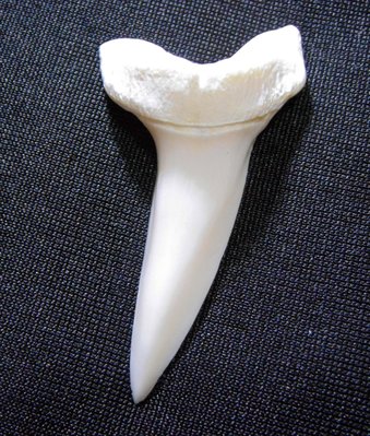 (馬加鯊嘴牙)5.4公分#3 馬加鯊魚牙!稀有未缺損.可當標本珍藏!