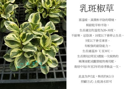 心栽花坊-乳斑椒草/5吋/綠化植物/室內植物/觀葉植物/售價150特價120