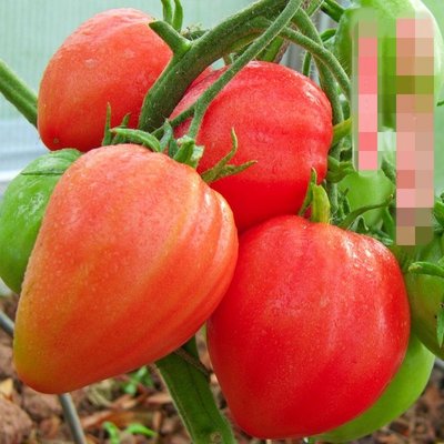 【大包裝蔬菜種子L310】紅牛心番茄~~肉厚，甜酸適口，品質佳，不易裂果。從播種到收穫約120~125天。