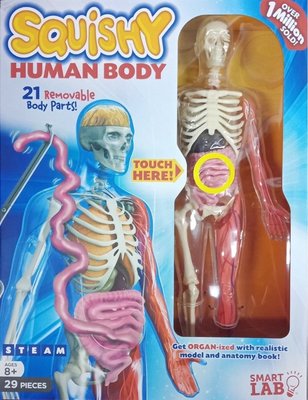 全新 現貨 Squishy Human Body 可拆解 人體模型 STEAM 玩具