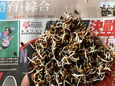 種子批發 2024新收成 應菜 竹葉空心菜種子 芽菜空心菜 1斤x150元