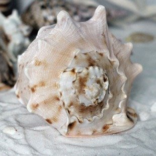 INPHIC-四大名螺之唐冠螺 天然海螺 地中海風貝殼 魚缸水族裝飾