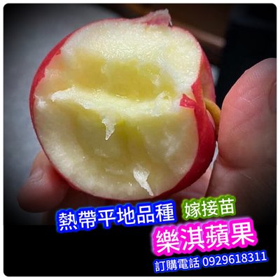 樂淇蘋果 嫁接苗／在全台灣平地都會產果