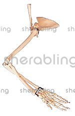 (ME-B_134)手臂骨、肩胛骨、鎖骨模型解剖模型A11123