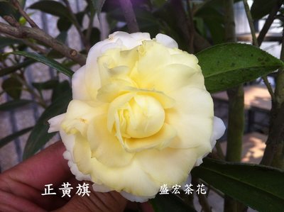 【盛宏茶花】茶花品種︱5吋盆原棵茶花︱正黃旗(黃色茶花)