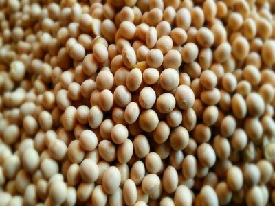 ｛豐｝糧行 有機非基因改造黃豆 600公克