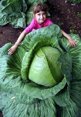 【媽咪蔬果園】、巨大高麗菜種子　※