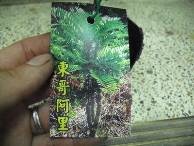 ╭☆東霖園藝☆╮養生植物(東革阿里)東哥阿里--稱譽為馬來西亞人參--據說有神奇功效-