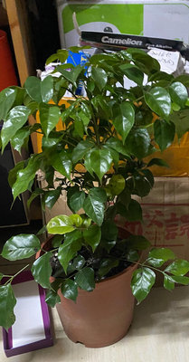 旺旺樹6 吋盆2024/2月實物拍攝室內植物 觀葉植物 綠化植物