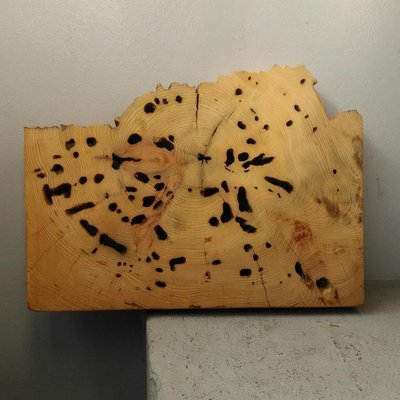 台灣紅檜蟲蝕厚板