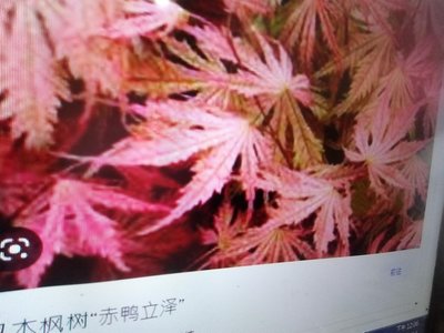 日本品種特殊紅楓樹槭樹小品盆栽名字叫赤鴨立澤，上下都有接枝，好種植喜歡半日照以上潮濕的環境1680元超商免運費只有一盆