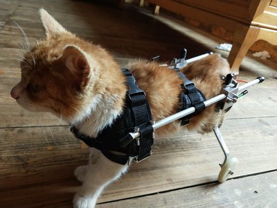 現貨 寵物推車貓輪椅車后肢貓咪后腿癱瘓殘疾康復訓練脊椎斷裂小奶貓輪椅輕便型