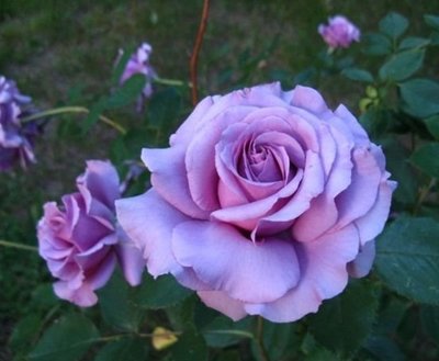 紫甜蜜 Sweetness。悠遊山城(創始店)5-6吋盆玫瑰~特價450