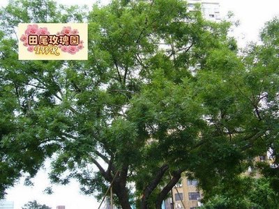 ╭＊田尾玫瑰園＊╯ 庭園用樹(黃連木)--木材質地細緻.為台灣一級木材