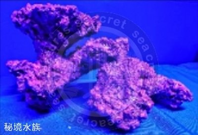 ♋ 秘境水族 ♋【美國CORAL REEF 】 珊瑚礁 人工活石(假活石) 適用裝飾/躲藏/繁殖 (TZ-S15)