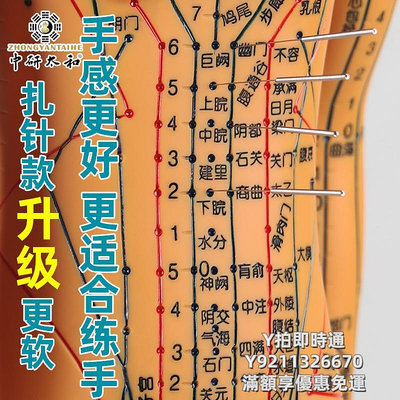 人體模型中針灸穴位圖人體模型教學男女全身十二經絡小皮人針灸數字定位