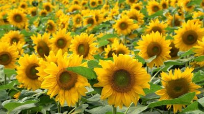 種子批發 花海 稻田綠肥用 太陽花 向日葵 種子 1公斤 200元