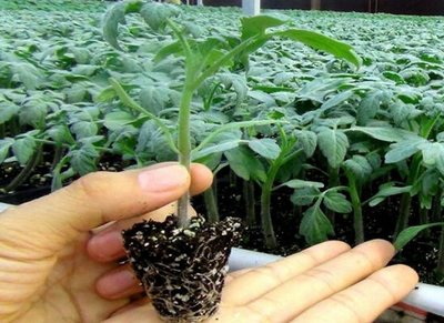 玉女番茄 蕃茄苗 F1一代交配 高產 抗病 風味好 台灣第一小番茄品種；單苗20元，整箱100苗1800元。