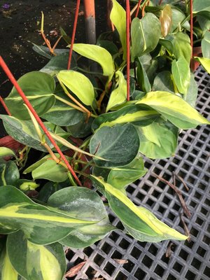 心心花園 ❤斑葉桃心蔓綠絨 5-6吋盆❤觀葉植物~ 翠綠桃心蔓~深淺綠色斑紋唷~