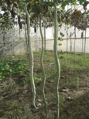 【蔬菜種子S343】奇美蛇瓜~~果實細長，長約90公分，果皮偏白，有淡綠色條紋，果型特殊，適合全年種植。