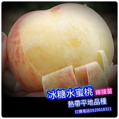 冰糖水蜜桃-嫁接苗-最火的一個新品種，平均果重300克左右 熱帶水蜜桃 冰糖蜜桃 美國蟠桃、買3棵免運費、買5棵送1棵