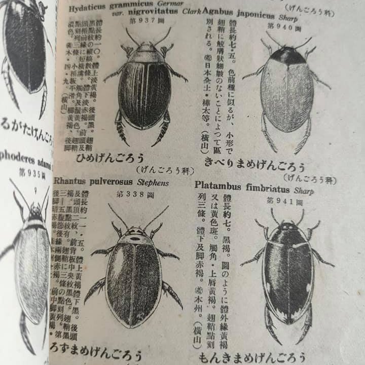 図説日本のゲンゴロウ lilacmc.ae