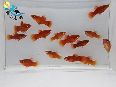 紅球魚 高級活餌 易飼養 觀賞魚 全台活體宅配 金奇企業社