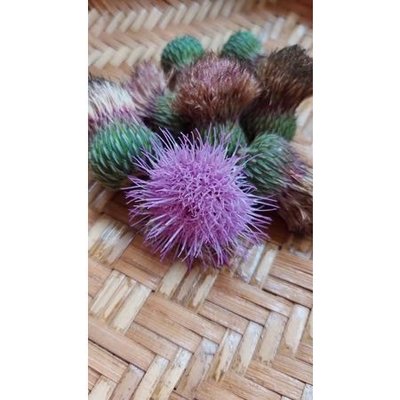 雞角刺種子(大薊)紫花（每包100粒）