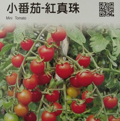小番茄【滿790免運費】小番茄-紅真珠 農友種苗 "特選蔬果種子" 每包約20粒 保證新鮮種子