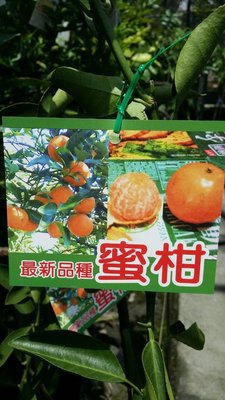 ╭＊田尾玫瑰園＊╯新品種水果苗-(蜜柑)日本蜜柑