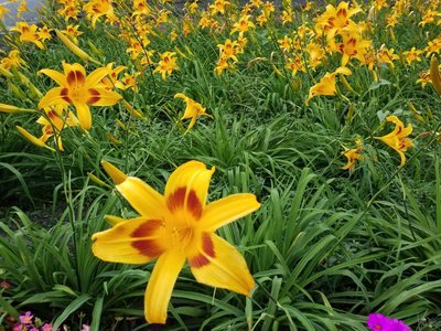 柳花小徑｜平地金針花苗今年4月開花 可食用可觀賞 實土盆栽型
