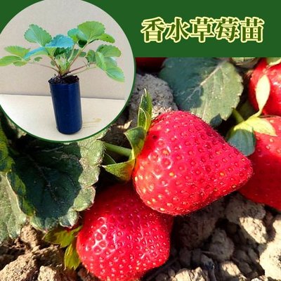 草莓苗 果大飽滿產量最高!強勢品種香水草莓苗 香水草莓