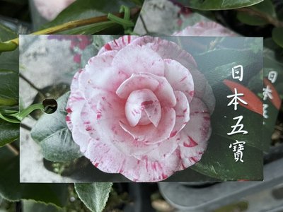 心心花園 ❤ 日本五寶 茶花苗 3.5吋盆 ❤觀花植物~農場擇優隨機出貨~四季翠綠~