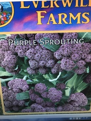 ↖迷你紫花椰菜筍  種子 　特價↗