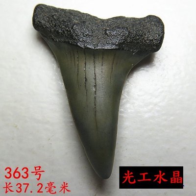 光工水晶阿賽斯特萊 史前巨齒鯊大牙鯊牙天然牙齒DIY吊墜千萬年原牙真牙齒 梅爾卡巴第三眼開發松果體3.6g